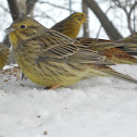 Yellowhammer