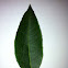 Tea Olive