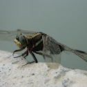 Green Marsh Hawk