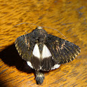 Catephia alchymista moth