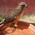 Aves de Mexico