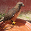 Red-Tailed Hawk (Halcon de Cola-Roja)