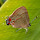 Butterflies from Salta province (Argentina).             