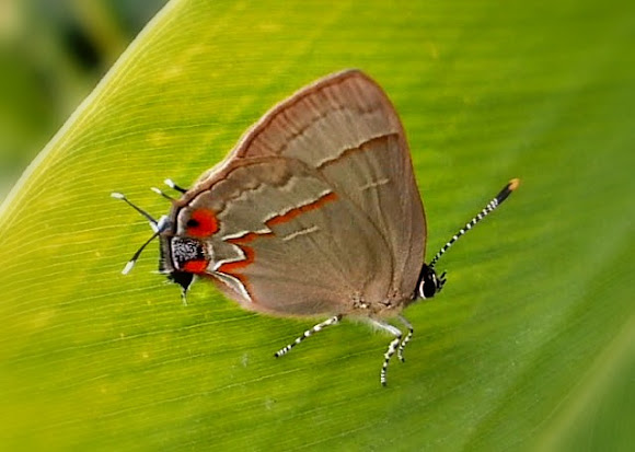 Spotting Image 1