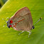 Caulonia Groundstreak.