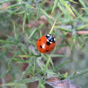 Ladybug