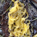 Sea Hare eggs