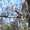 Little Friarbird
