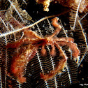 Orangutan Crab