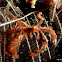 Orangutan Crab
