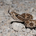 Western massasauga rattlesnake