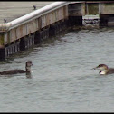 Common Loon