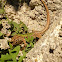 Pordacis sicula
