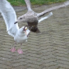 Glaucous-winged gull (adult & juvenile)
