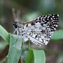 Tropical Checkered-Skipper