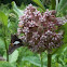 Silver-spotted Skipper