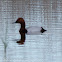 Pochard; Porrón Común