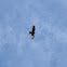 Aguilucho Lagunero