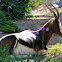 Bontebok