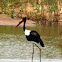 Saddle-billed Stork