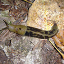 Pacific banana slug