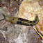 Pacific banana slug