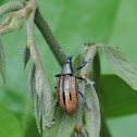 sugarcane rootstock borer weevil