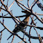 Hoopoe