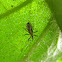 Assassin Bug Nymphs