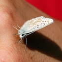 Silver-Studded Blue Butterfly