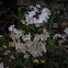 Begonia