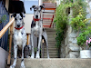 Vendo Hermosos Cachorros Gran Danes