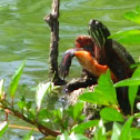 Eastern Painted Turtle
