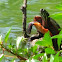 Eastern Painted Turtle