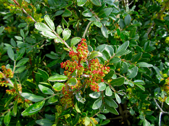 Spotting Image 1