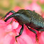 Black Coconut Bunch Weevil