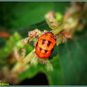 Lady Beetle Pupa