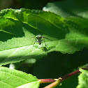 Long legged fly