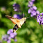 Hummingbird Hawk-moth