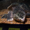 Alligator snapping turtle
