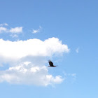 Turkey Vulture