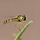 Sírfido (Hoverfly)