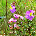 tropical carpenter bee