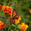 Monarch Butterfly