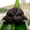 Ricaniid Planthopper