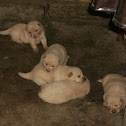Puppies