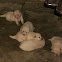 Puppies