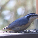 Nuthatch