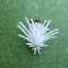 Mealybug