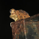 Cuban tree frog